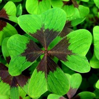 极品酷跑破解版下载